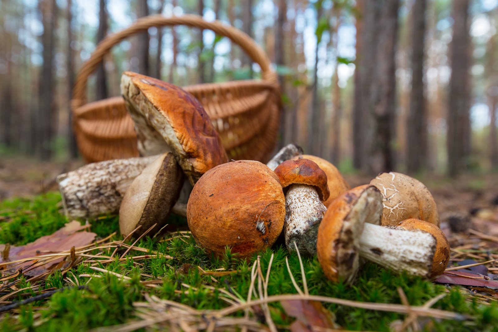 mushrooms in basket